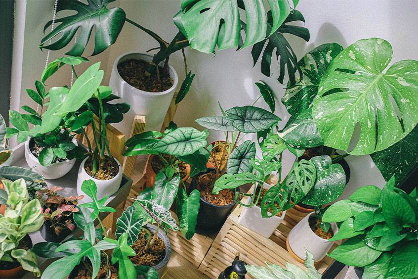 best-indoor-plants