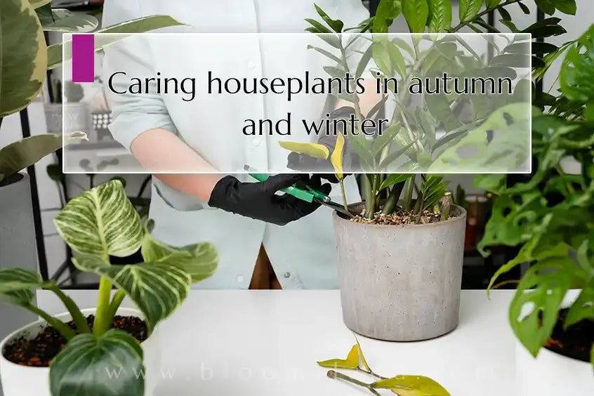 Caring-houseplants-in-fall-and-winter